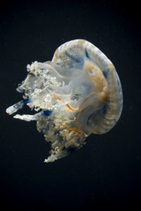 a jelly fish swimming through the darkness