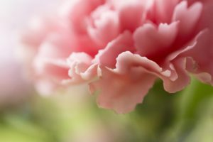 an up-close view of a pink carnation