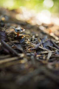 a tiny mushroom growing in mulch