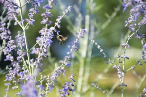 a bee buzzing through a field of purple flowers