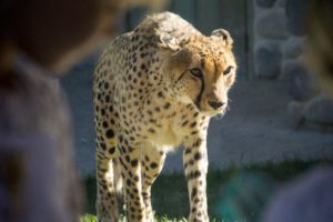 cheetah slowly walking towards you